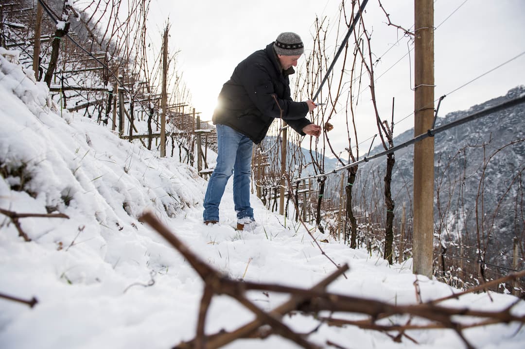Sauvignon "Praesulis" 2023 6