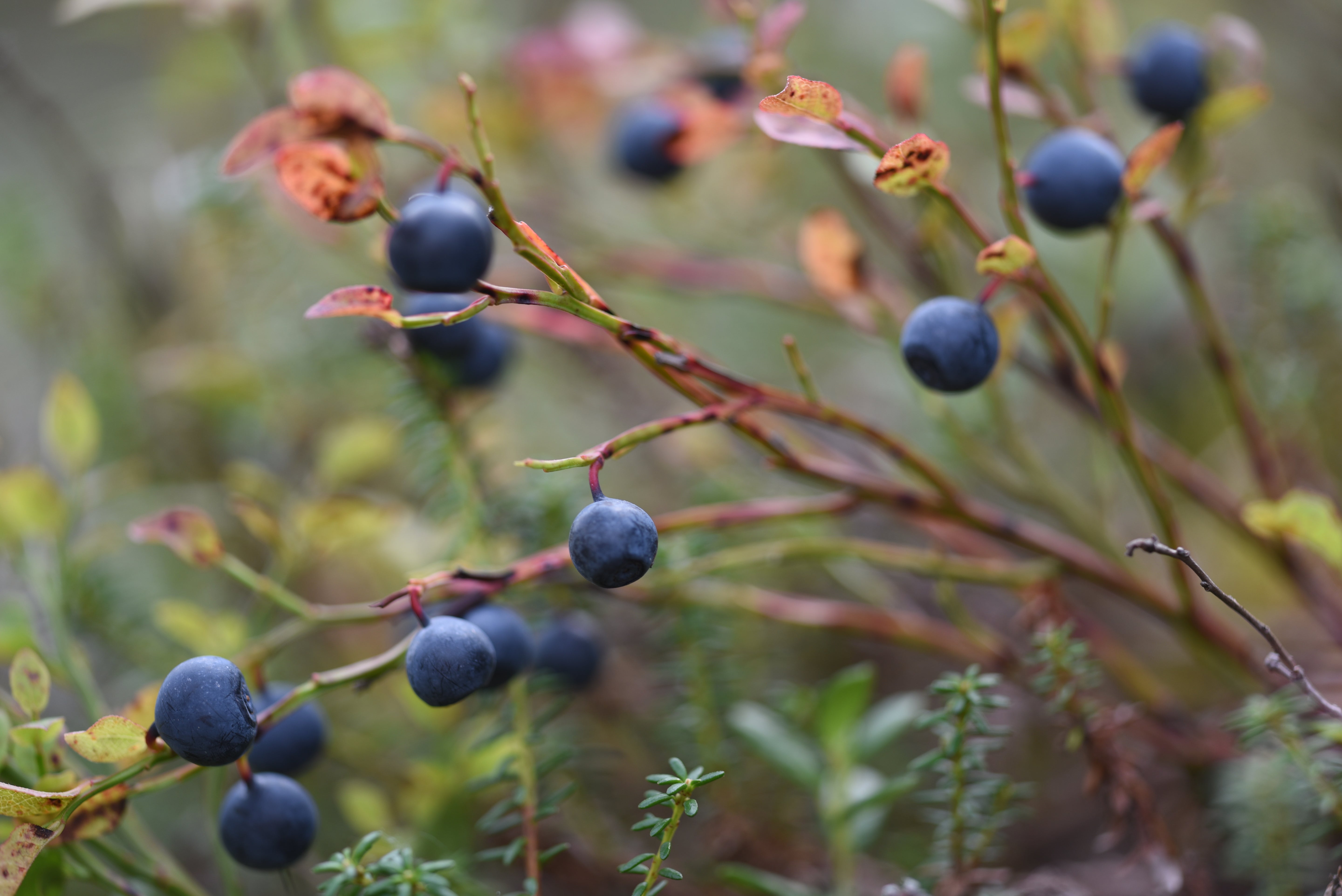 Heidelbeere Bio Fruchtaufstrich 2