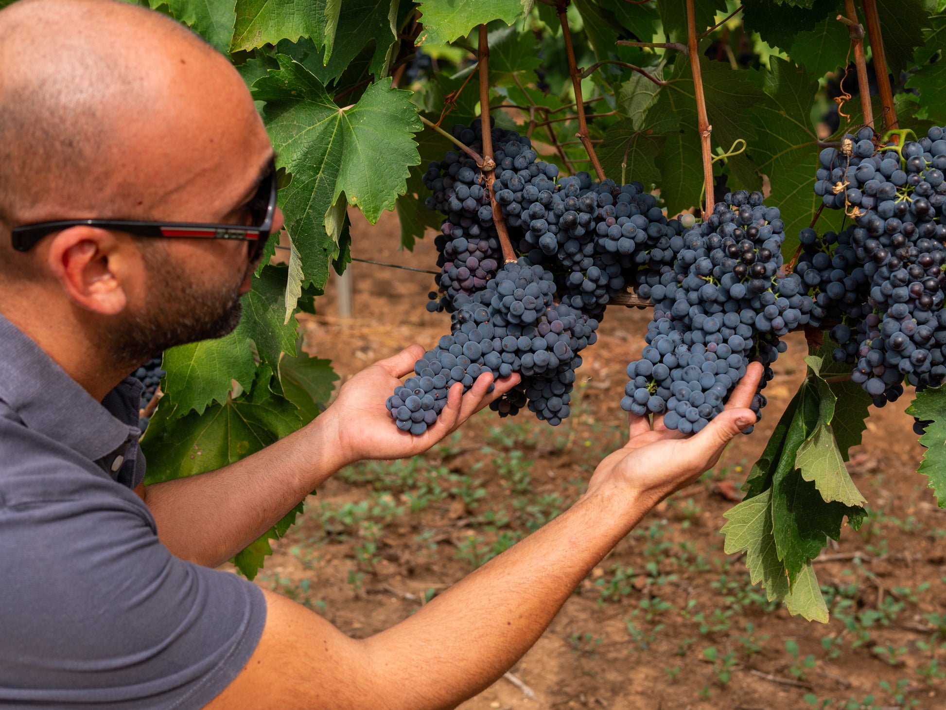 Primitivo "Chiave d*Oro" 2023 2