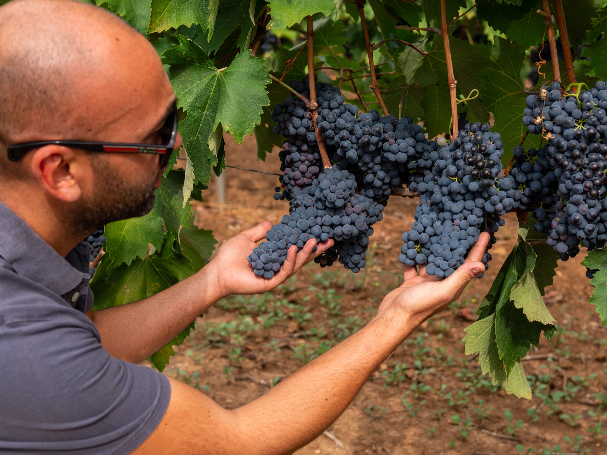 Primitivo "Chiave d*Oro" 2023 2