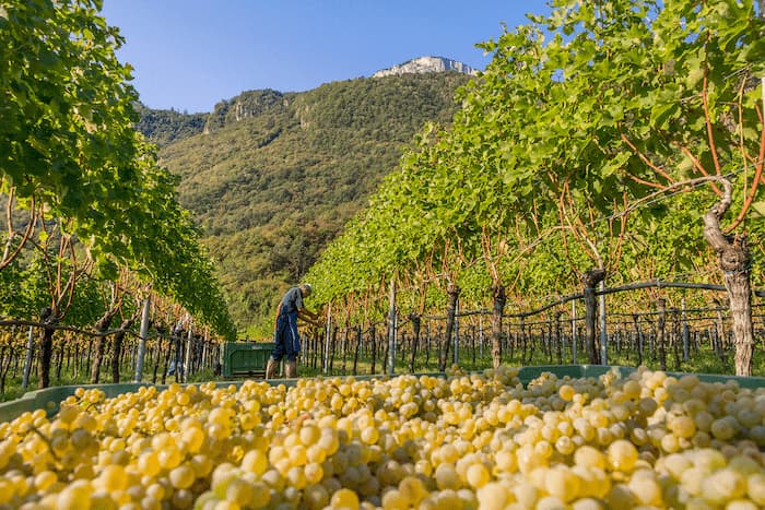 Chardonnay  "Doran" 2023 3