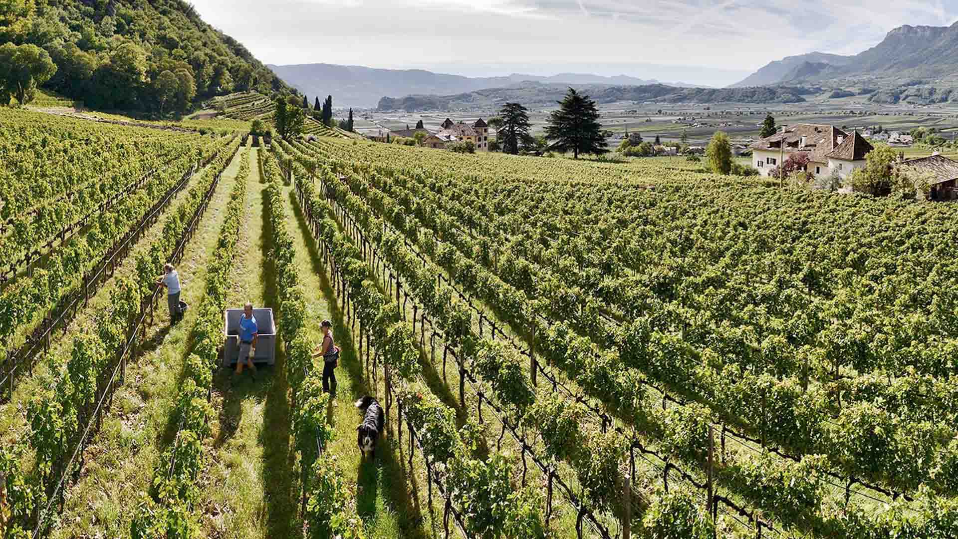 Lagrein Riserva "Prestige"  2022 3