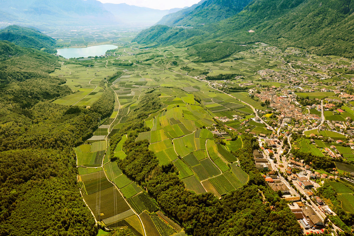 Gewürztraminer "Campaner" 2024 4