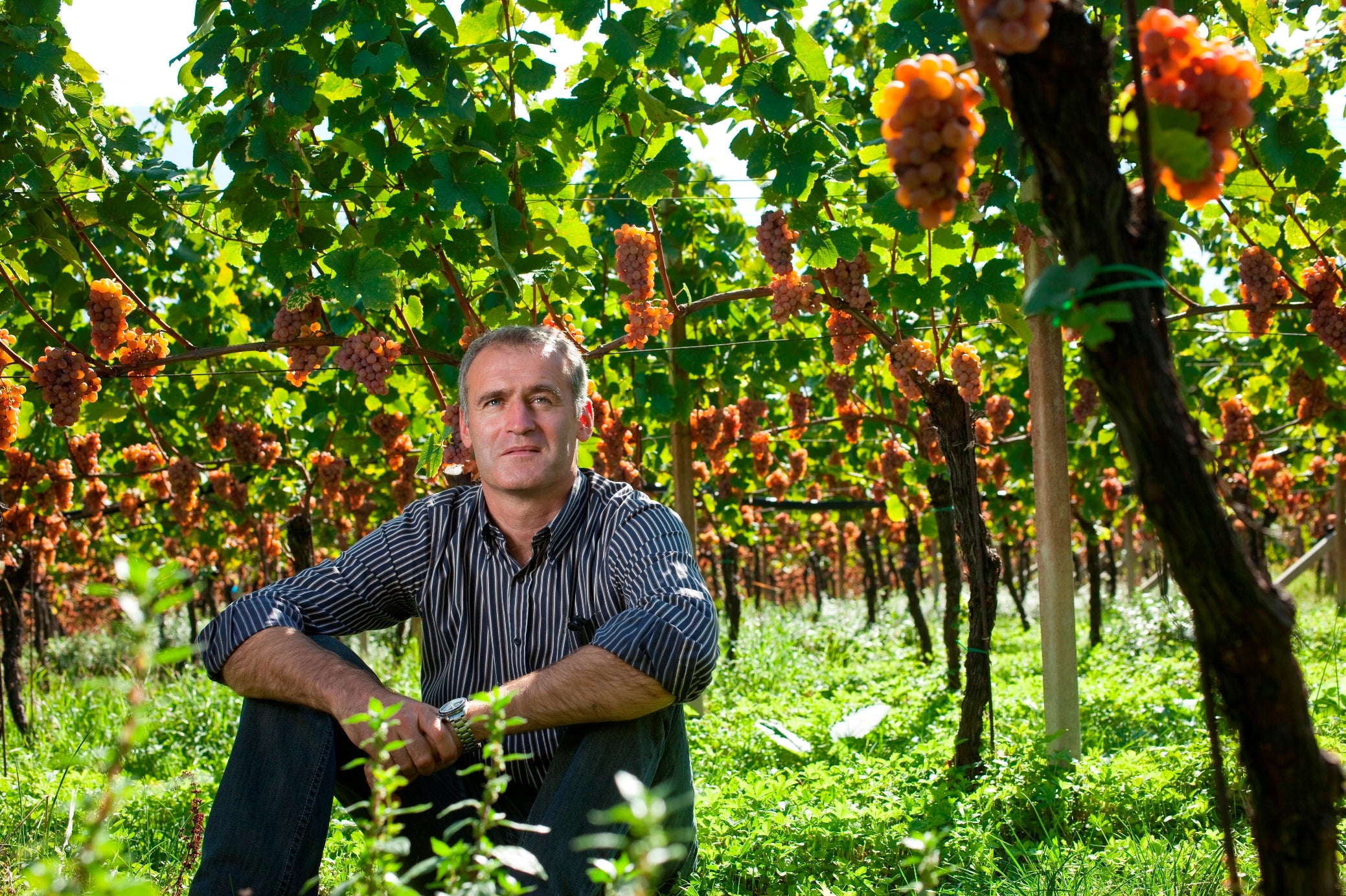 Gewürztraminer "Selida" 2023 6