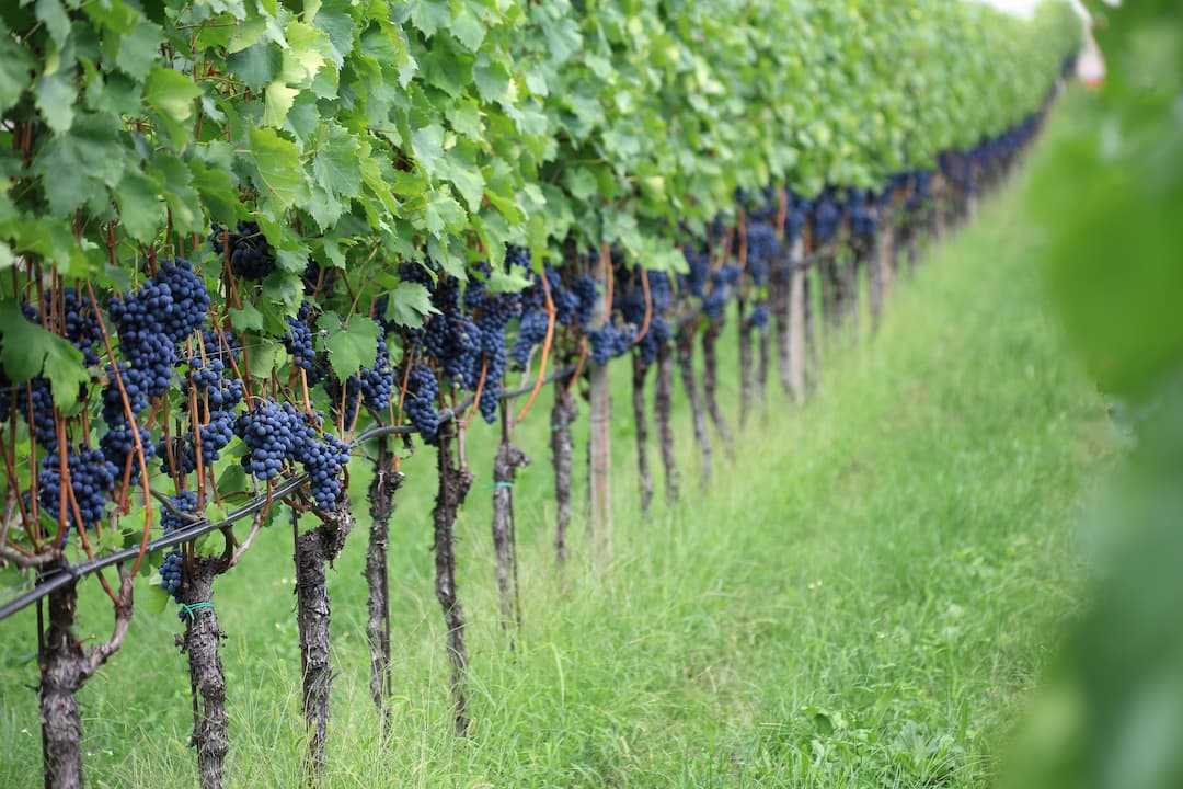 Lagrein Riserva "Weingarten Klosteranger" 2022 3