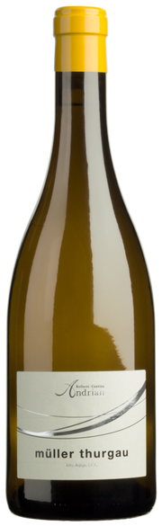 Müller Thurgau 2024 1