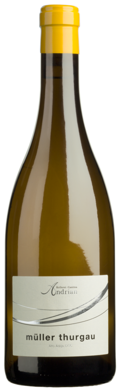 Müller Thurgau 2024 1