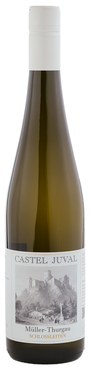 Müller Thurgau  2024 1