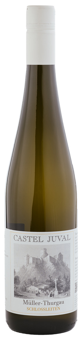 Müller Thurgau  2024 1