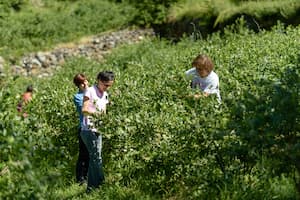 Piccoli Frutti Valposchiavo 1