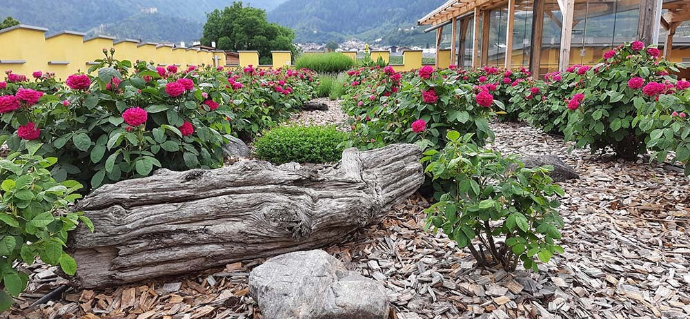 Plima Südtirol 4