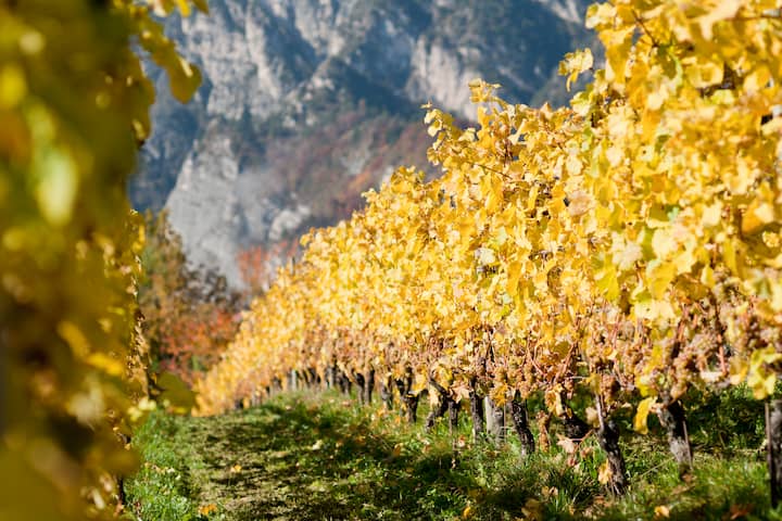  Gewürztraminer Spätlese "Tardus" 2021 3