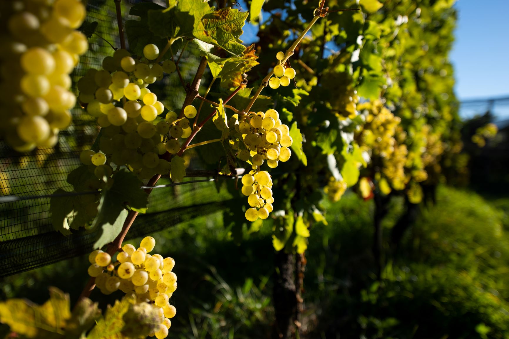  Gewürztraminer Spätlese "Tardus" 2021 6
