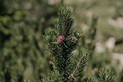 Trehs Naturkosmetik 5