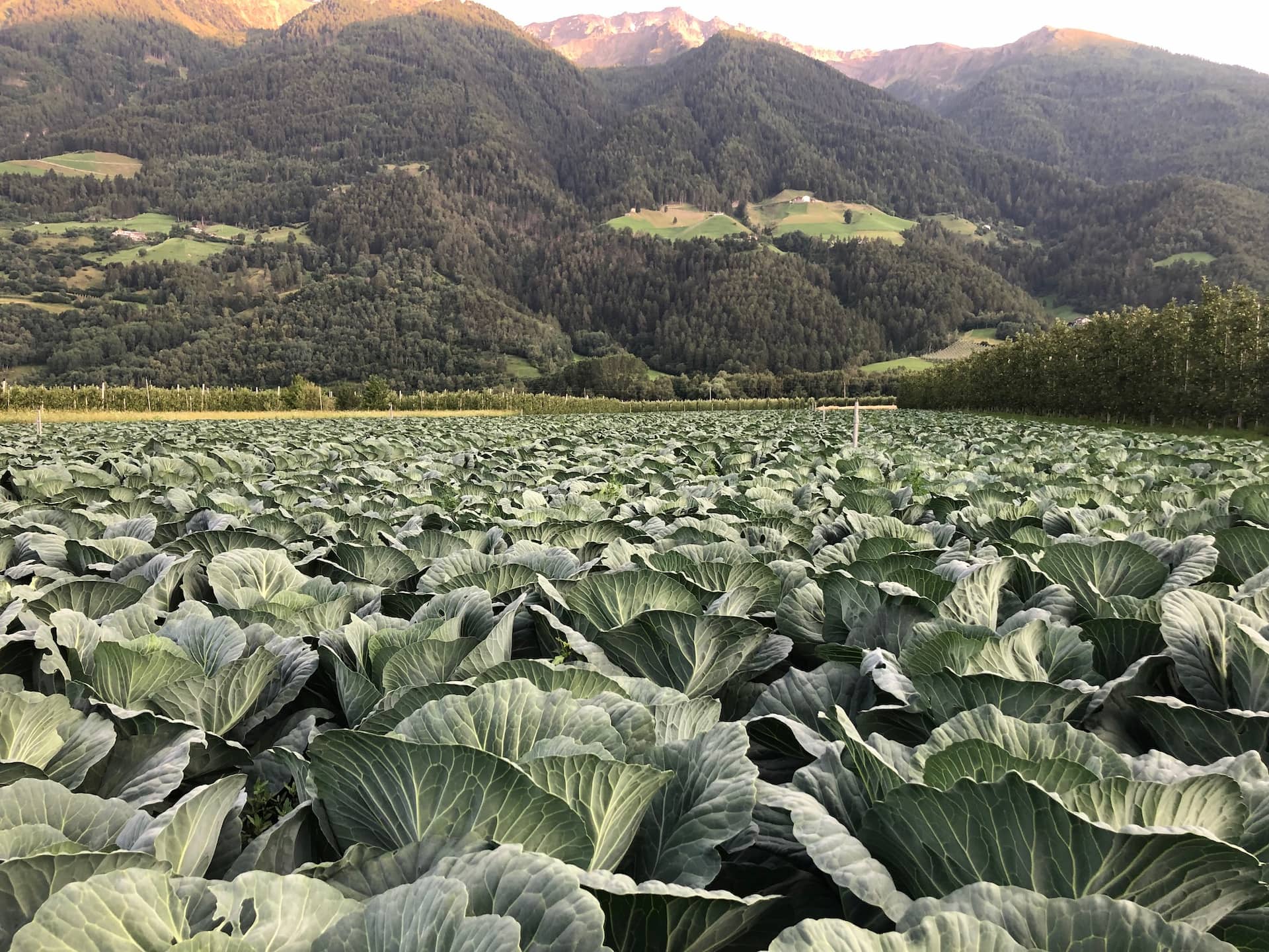 Vinschger Sauerkraut gekocht und gewürzt 2