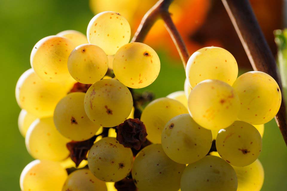 Weingut Brunnenhof 5