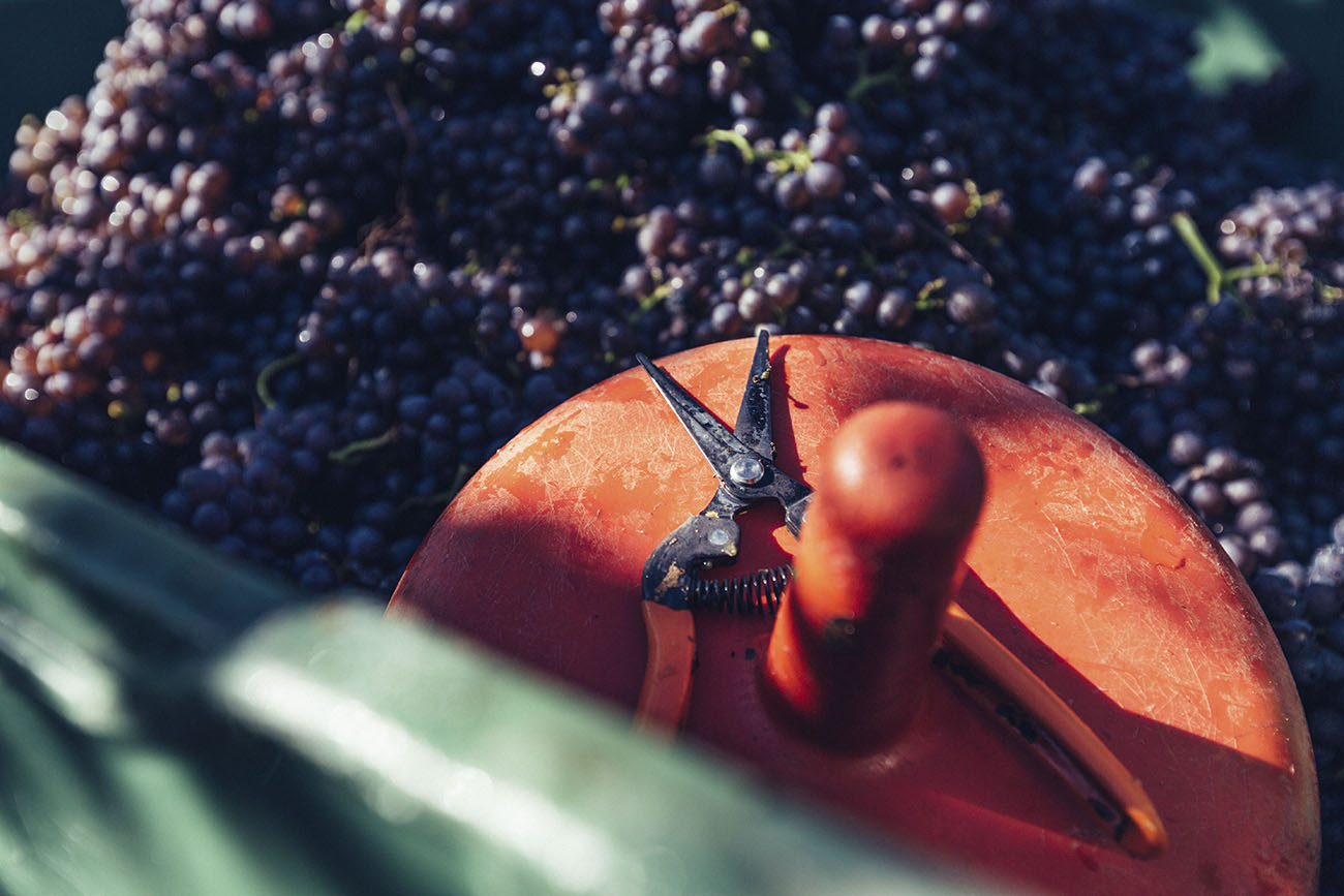 Weingut Castelfeder  3