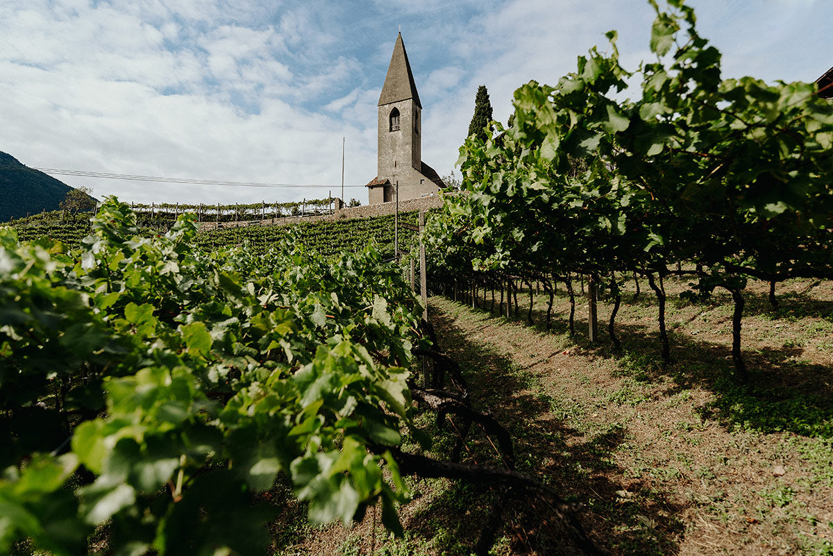 Weingut Fliederhof 3