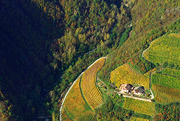 Weißburgunder 2022 6