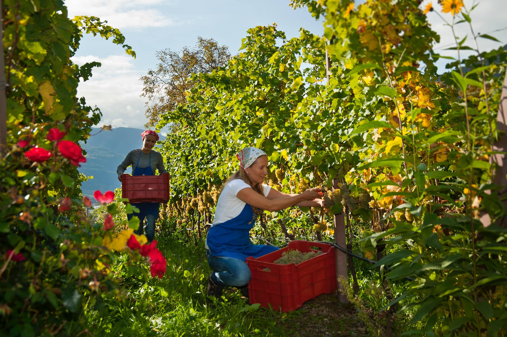 Riesling "R" 2023 3