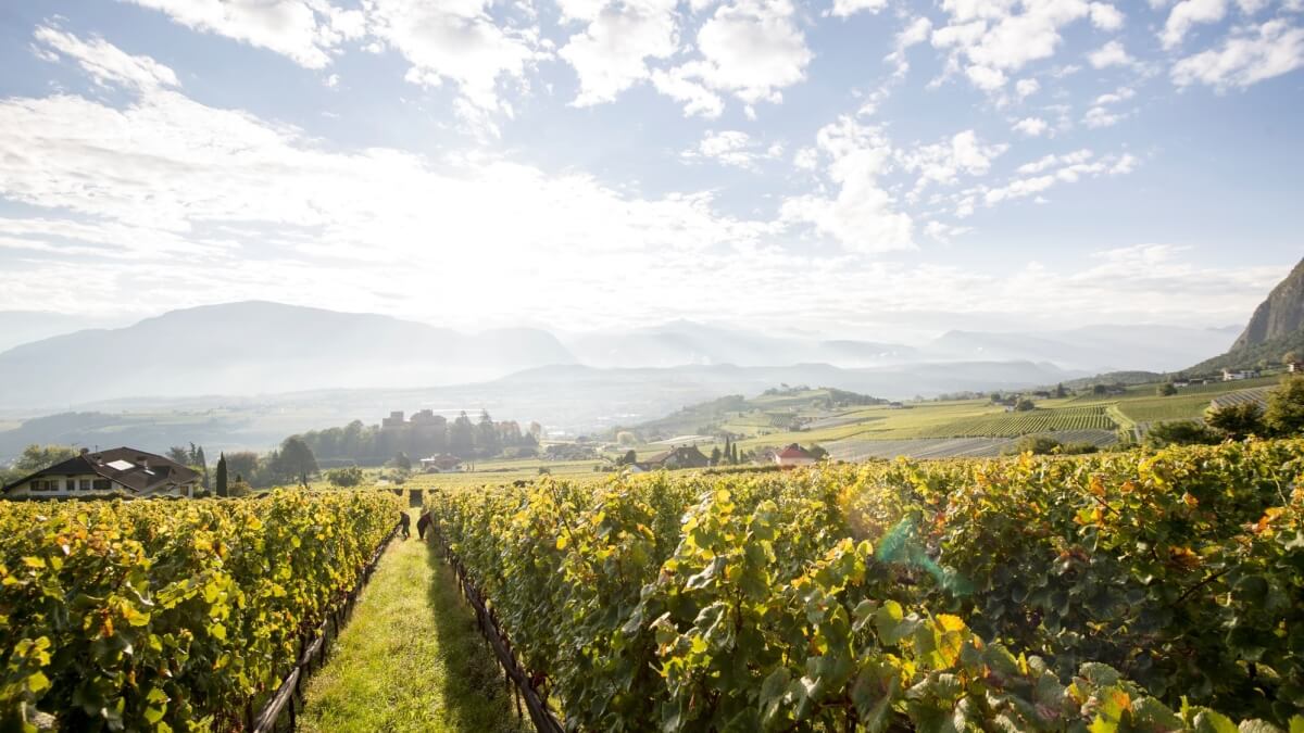 Weingut Kornell 5