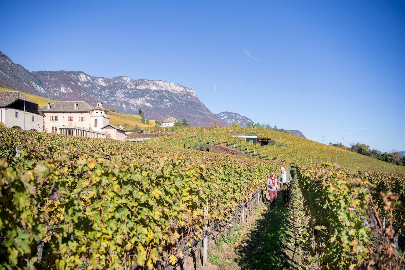 Cuvée Rot "Il Conte" Bio  2021 6