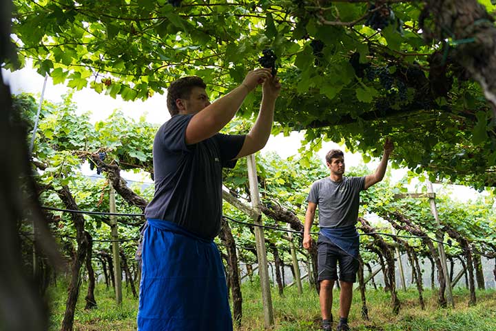 Lagrein Riserva “Mondevinum Bos Taurus” 2023 3