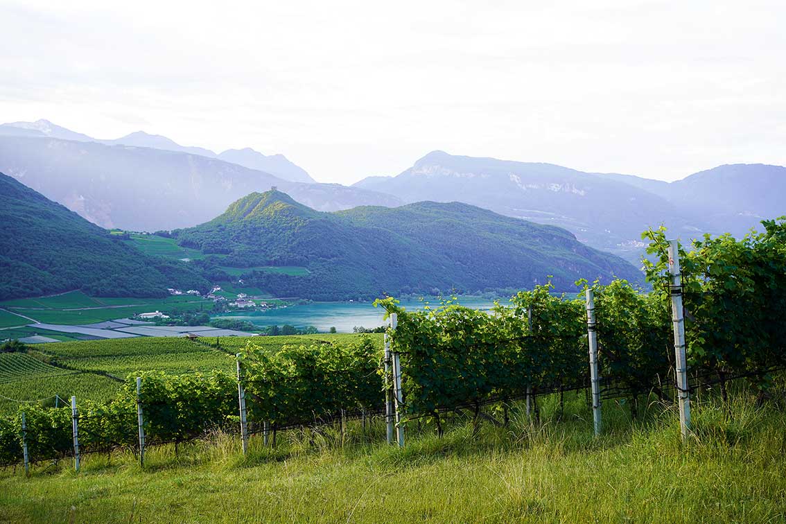 Lagrein Riserva “Mondevinum Bos Taurus” 2023 4