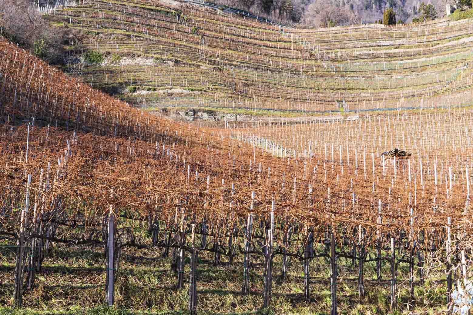 Weingut Oberstein 3