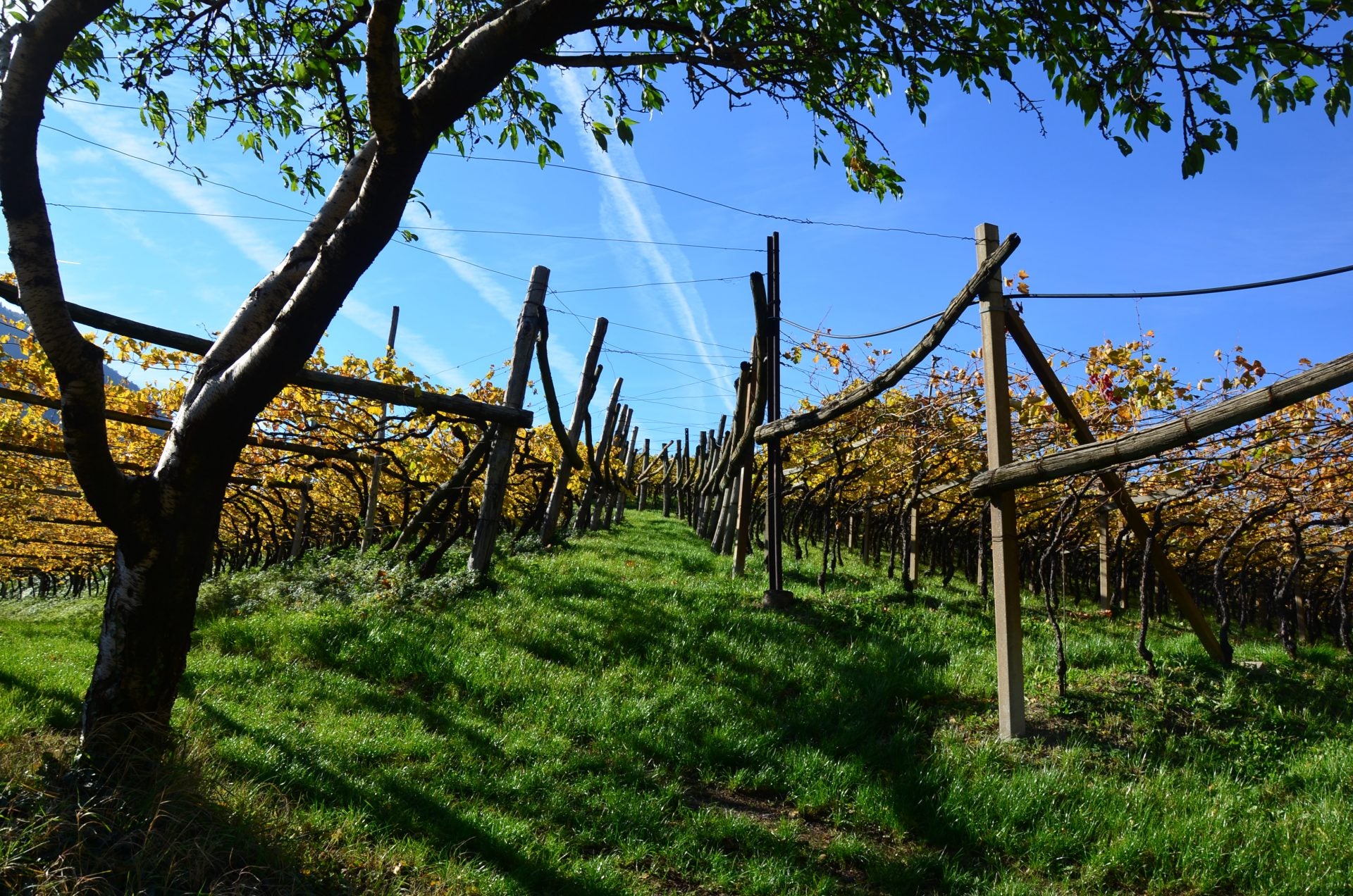 Weingut Ploner 3