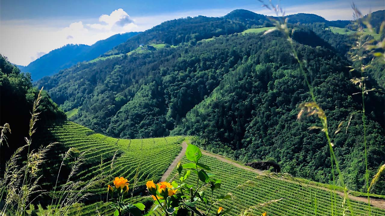 Weingut Prackfolerhof 3