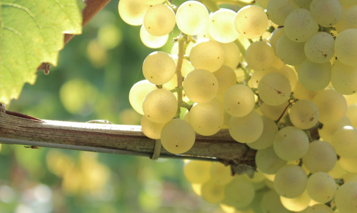 Weingut Schloss Englar 5