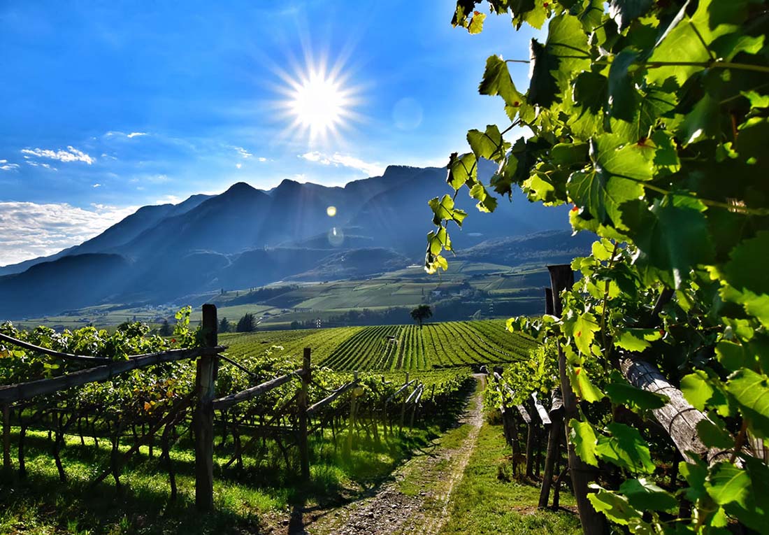 Weingut Seeperle 5