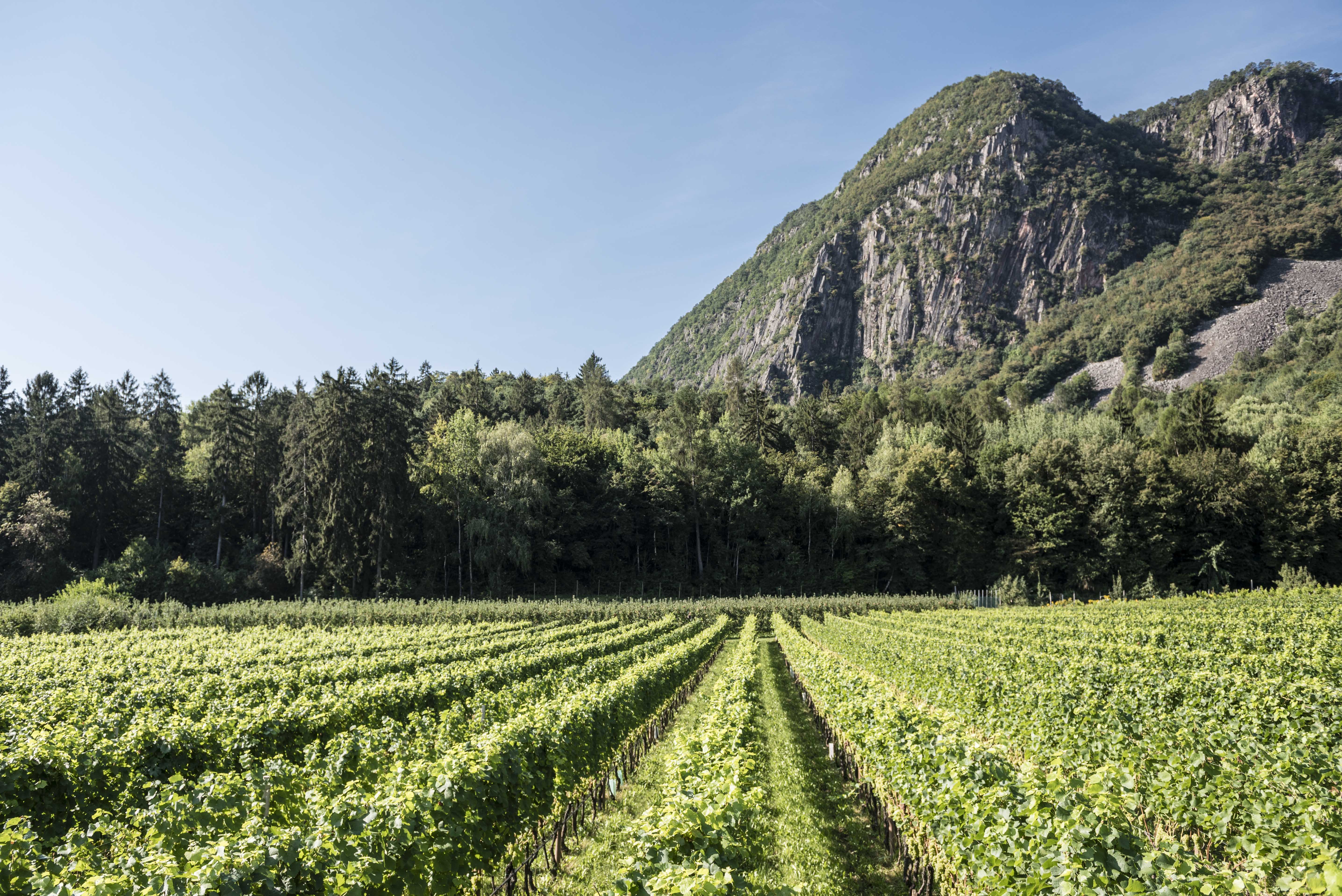Weingut Stroblhof 5