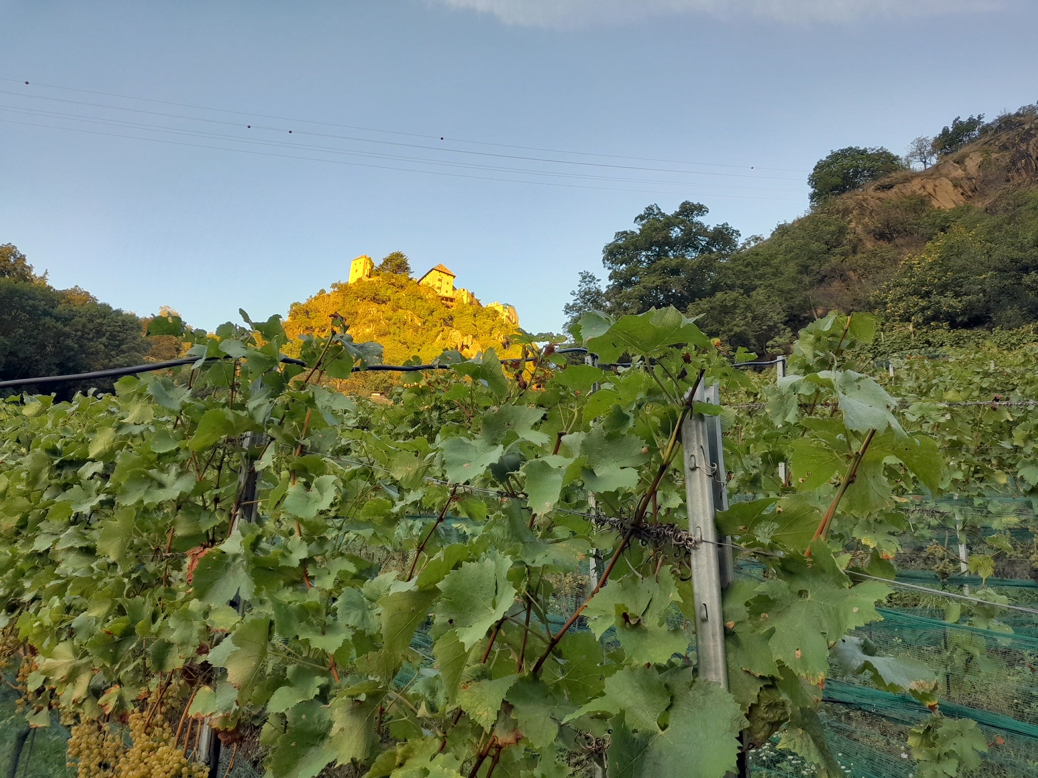 Weingut Unterortl Castel Juval 5