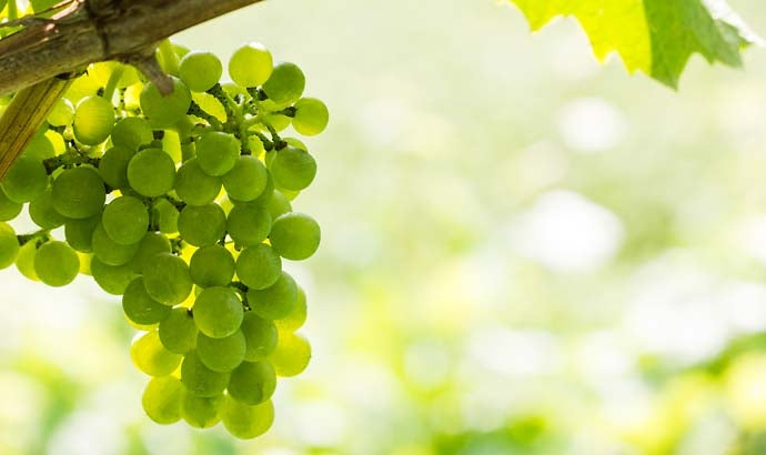 Weingut Wassererhof 3