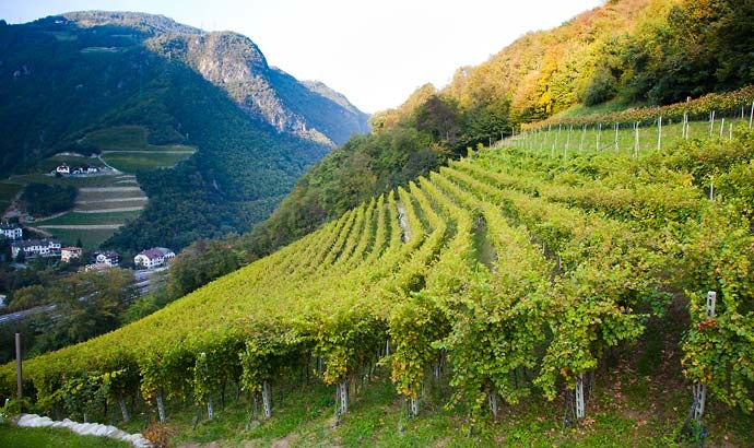 Weingut Wassererhof 5
