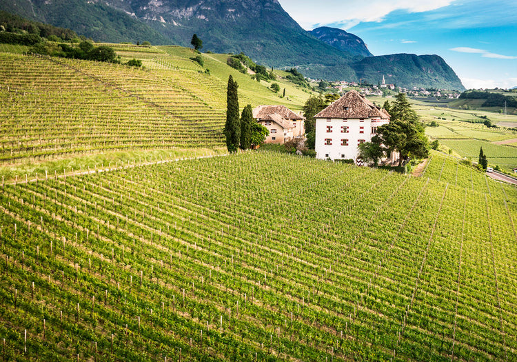 Gewürztraminer Passito "Cashmere" 2023 3