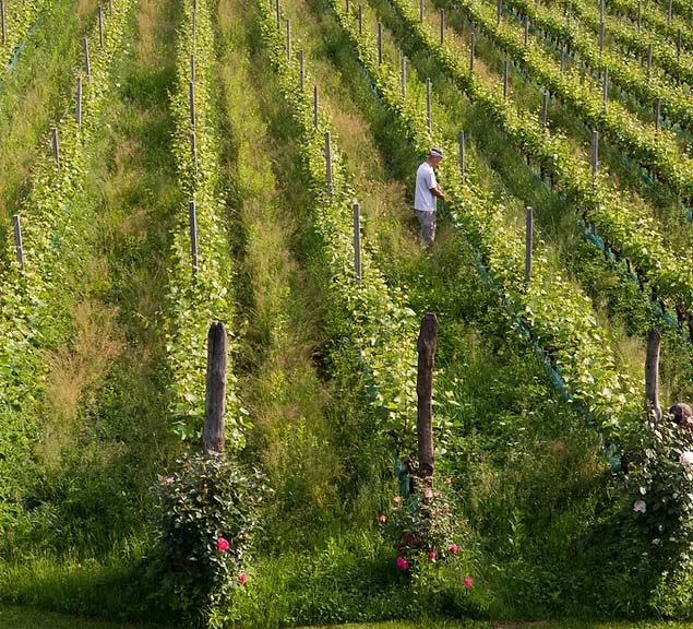 Weingut Kränzelhof 