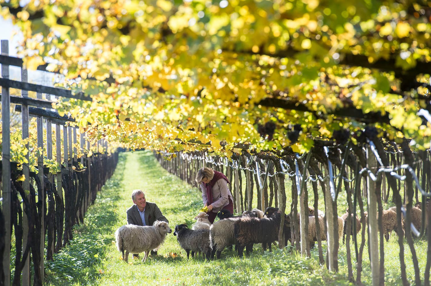 Weingut Manincor