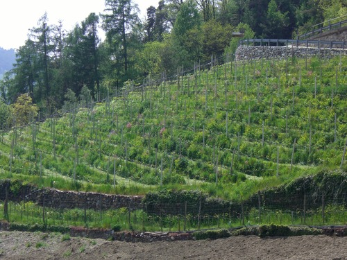 Weingut Garlider