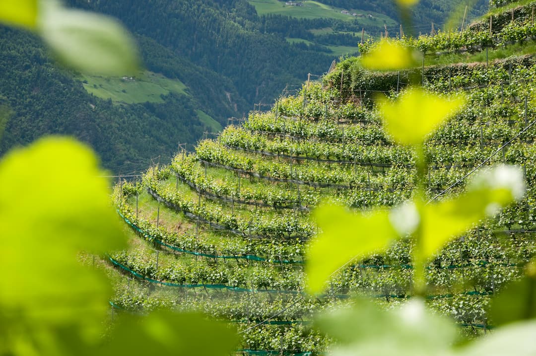 Weingut Himmelreich