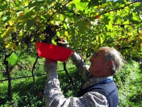 Weingut Thurnhof